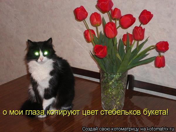 Котоматрица: о мои глаза копируют цвет стебельков букета!