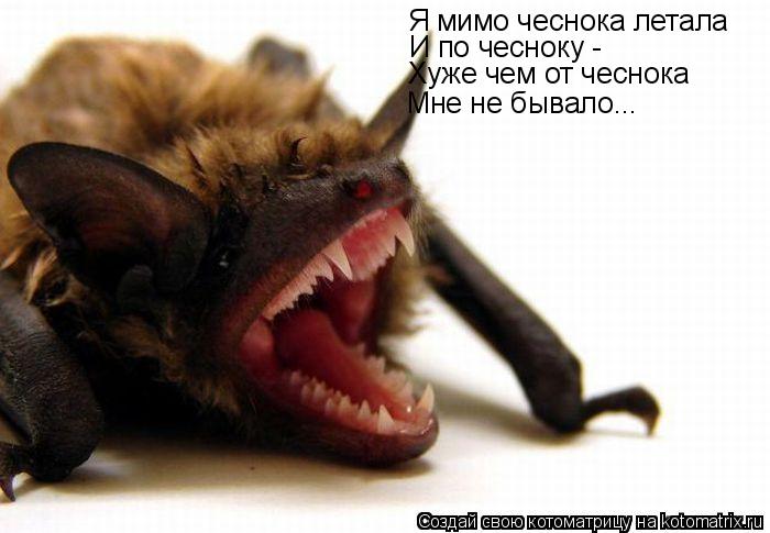 Котоматрица: Я мимо чеснока летала И по чесноку - Хуже чем от чеснока Мне не бывало...