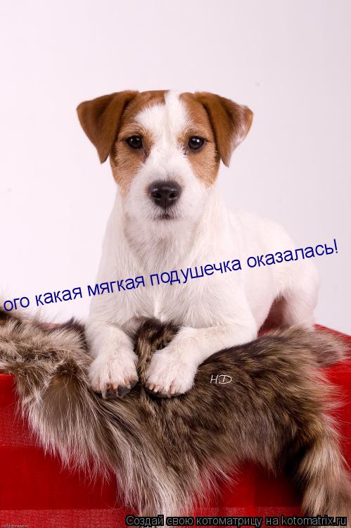 Котоматрица: ого какая мягкая подушечка оказалась!