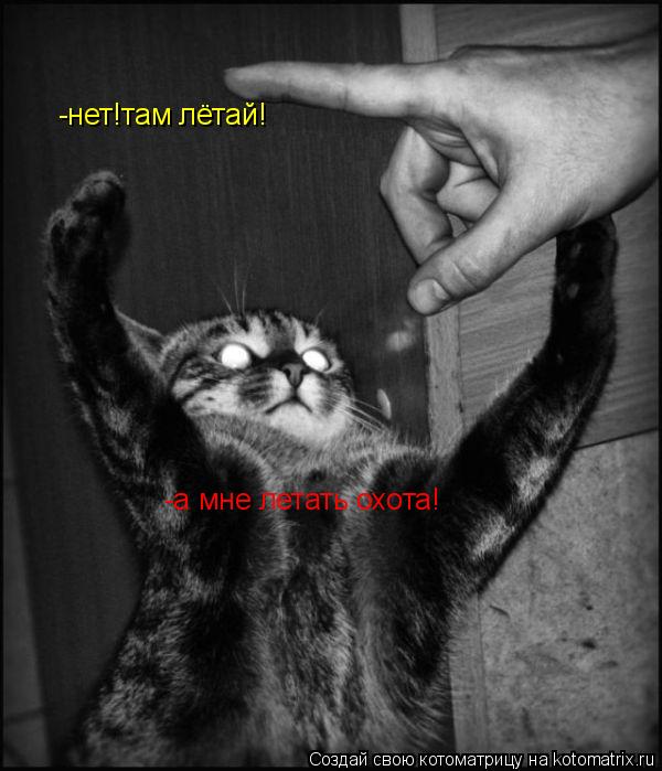 Котоматрица: -а мне летать охота! -нет!там лётай!