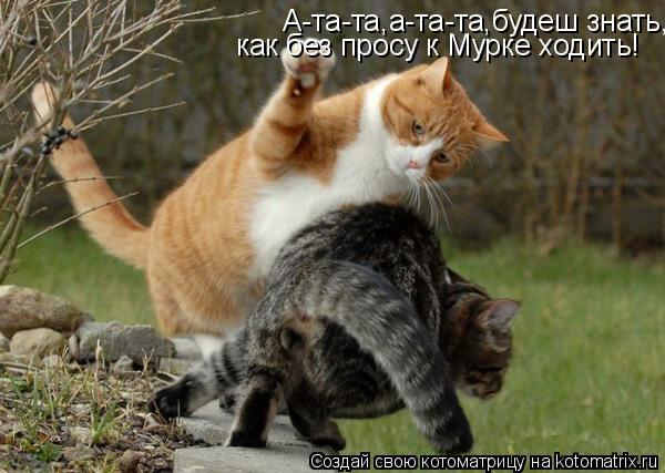 Котоматрица: А-та-та,а-та-та,будеш знать,как без просу к Мурке ходить! как без просу к Мурке ходить!