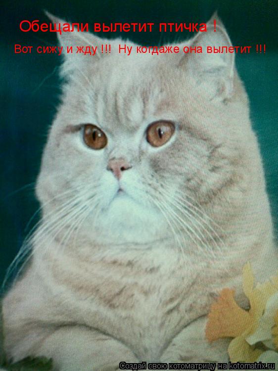 Котоматрица: Обещали вылетит птичка !  Вот сижу и жду !!!  Ну когдаже она вылетит !!!