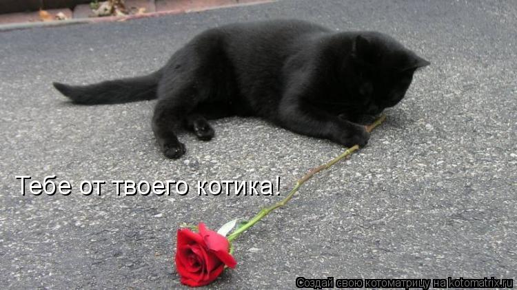 Котоматрица: Тебе от твоего котика!