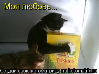 Котоматрица: Моя любовь...