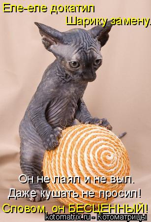 Котоматрица: Еле-еле докатил Шарику замену. Он не лаял и не выл. Даже кушать не просил! Словом, он БЕСЦЕННЫЙ!