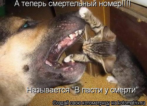 Котоматрица: А теперь смертельный номер!!!! Называется "В пасти у смерти"