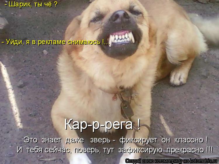 Котоматрица: Это  знает  даже   зверь -  фиксирует  он  классно ! Кар-р-рега ! - Шарик, ты чё ? - Уйди, я в рекламе снимаюсь !... И  тебя сейчас, поверь, тут  зафи