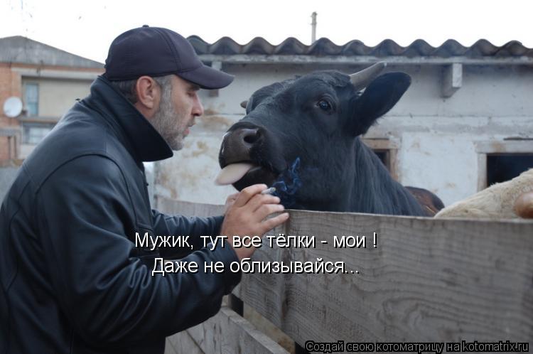 Котоматрица: Мужик, тут все тёлки - мои ! Даже не облизывайся...