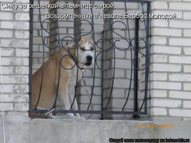 Котоматрица: Сижу за решёткой в темнице сырой, Вскормлённый в неволе Барбос молодой...