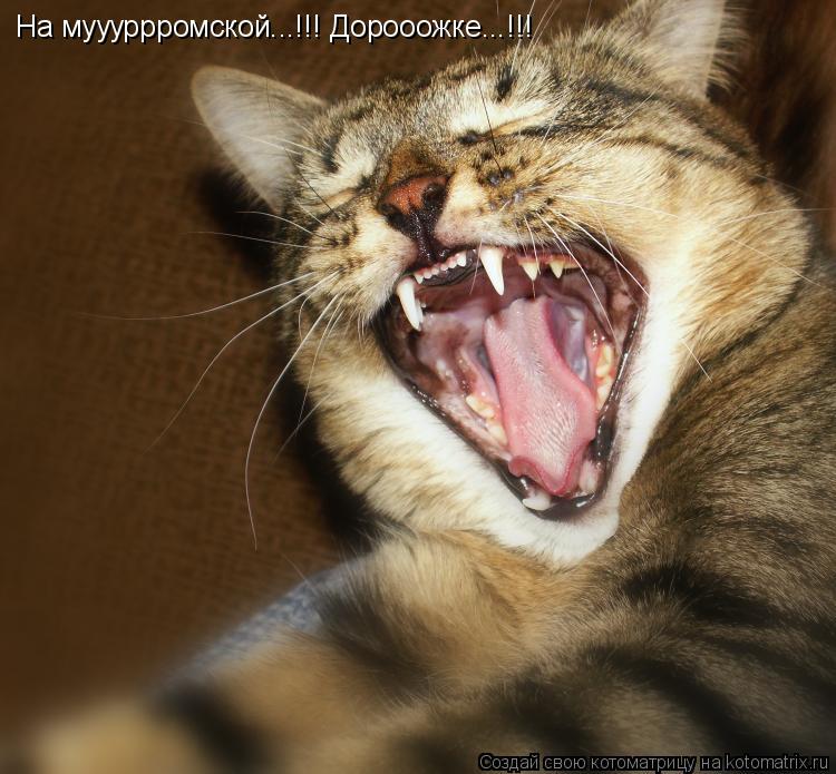 Котоматрица: На муууррромской...!!! Дорооожке...!!!
