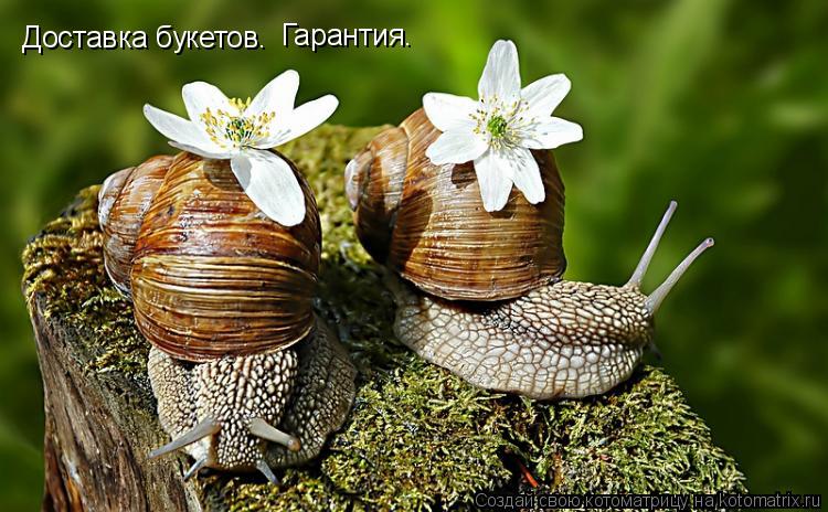 Котоматрица: Доставка букетов. Гарантия.