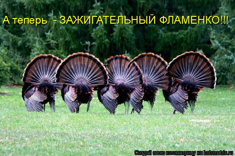 Котоматрица: А теперь  - ЗАЖИГАТЕЛЬНЫЙ ФЛАМЕНКО!!!