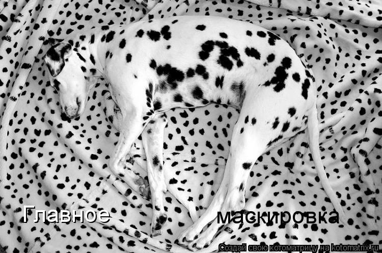 Котоматрица: Главное маскировка