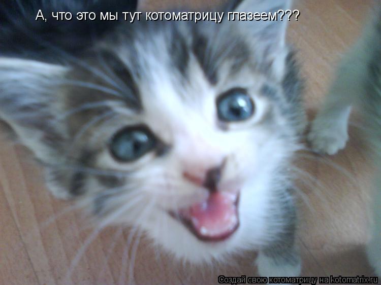 Котоматрица: А, что это мы тут котоматрицу глазеем???