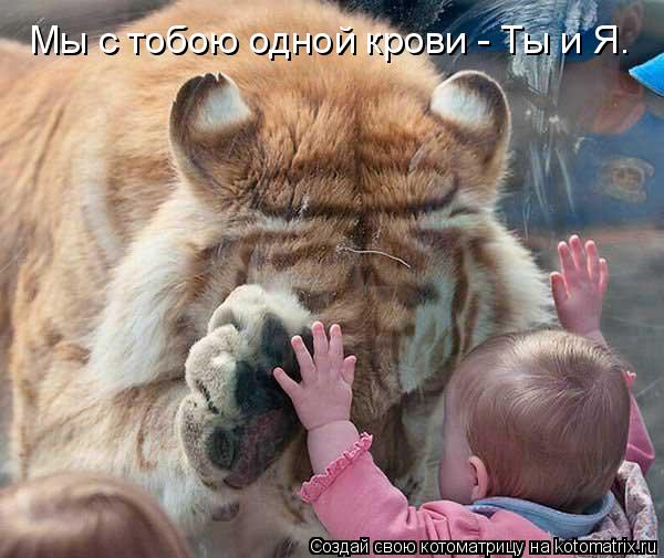 Котоматрица: Мы с тобою одной крови - Ты и Я.
