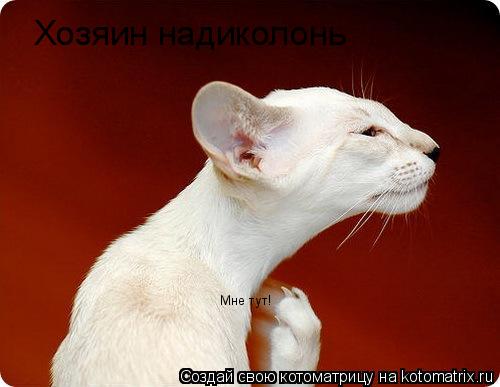 Котоматрица: Хозяин надиколонь Мне тут!