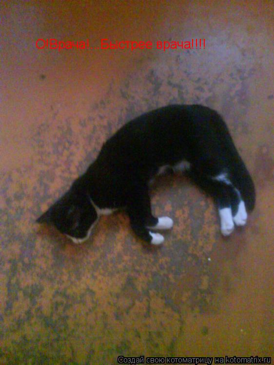 Котоматрица: О!Врача!...Быстрее врача!!!!
