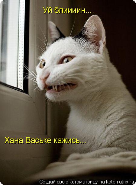 Котоматрица: Уй блиииин....  Хана Ваське кажись...