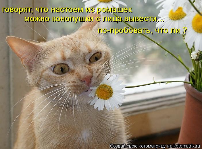 Котоматрица: говорят, что настоем из ромашек  по-пробовать, что ли ?  можно кoнoпушки с лица вывести...