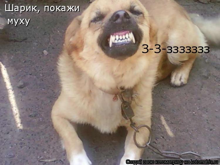 Шарик, покажи муху З-З-ззззззз... Котоматрица: Шарик, покажи муху З-З-ззззззз