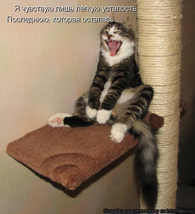 Котоматрица: Я чувствую лишь лёгкую усталость Последнюю, которая осталась ...