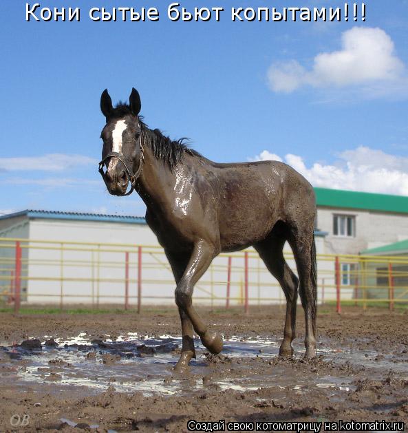 Котоматрица: Кони сытые бьют копытами!!!