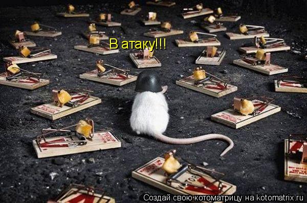 Котоматрица: В атаку!!!