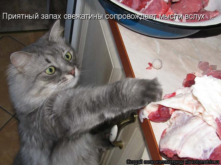 Котоматрица: Приятный запах свежатины сопровождает мысли вслух ...
