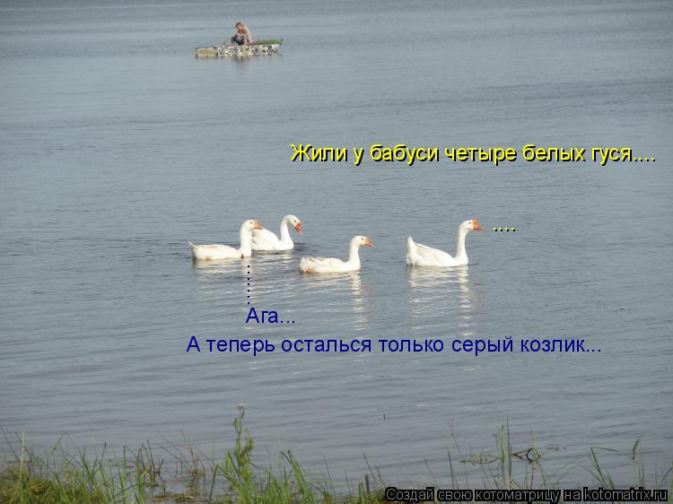 Котоматрица: Жили у бабуси четыре белых гуся.... .... ....... А теперь осталься только серый козлик... Ага...