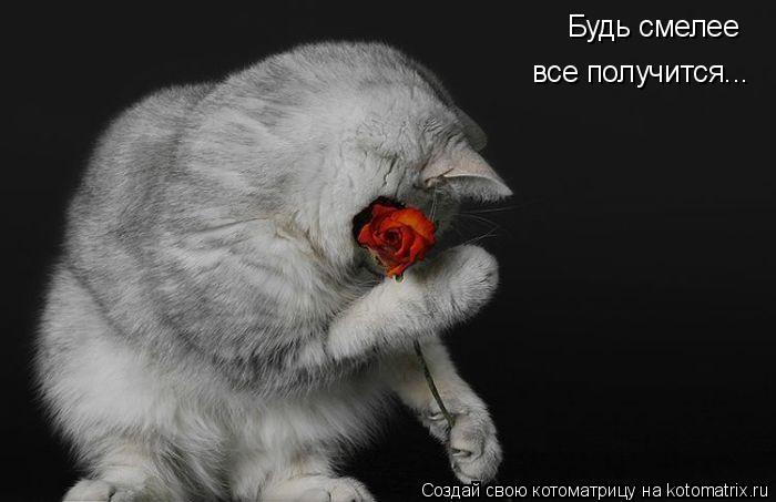 Котоматрица: Будь смелее все получится...