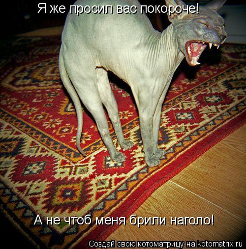 Котоматрица: Я же просил вас покороче! А не чтоб меня брили наголо!