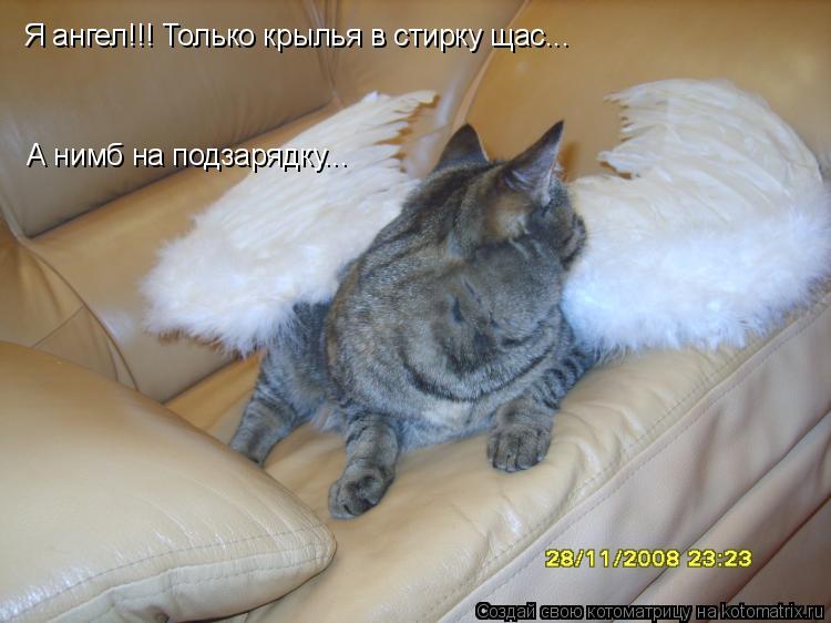 Котоматрица: Я ангел!!! Только крылья в стирку щас... А нимб на подзарядку...