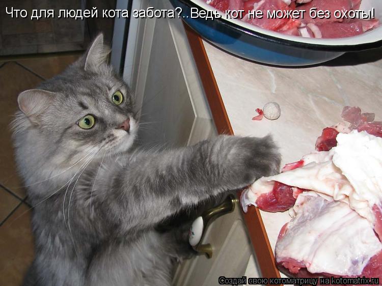 Котоматрица: Что для людей кота забота?.. Ведь кот не может без охоты!