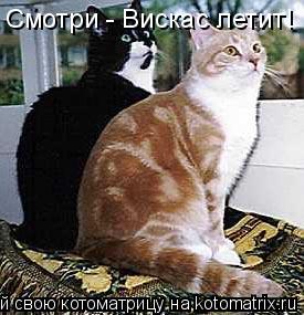 Смотри - Вискас летит!... Котоматрица: Смотри - Вискас летит!
