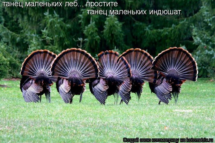 танец маленьких леб.., простите танец маленьких индюшат.... Котоматрица: танец маленьких леб.., простите танец маленьких индюшат.