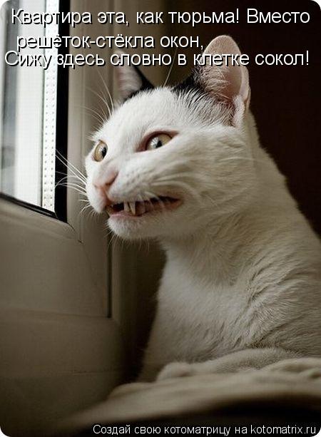Квартира эта, как тюрьма! Вместо решёток-стёкла окон, Сижу здесь словно в клетке сокол!... Котоматрица: Квартира эта, как тюрьма! Вместо решёток-стёкла окон, Сижу здесь словно в клетке сокол!