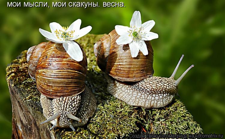 мои мысли, мои скакуны. весна.... Котоматрица: мои мысли, мои скакуны. весна.
