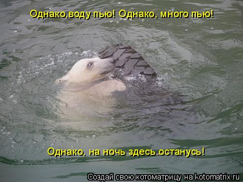 Однако,воду пью! Однако, много пью! Однако, на ночь здесь останусь!... Котоматрица: Однако,воду пью! Однако, много пью! Однако, на ночь здесь останусь!