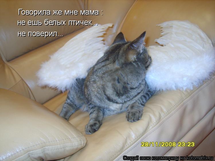 Говорила же мне мама : не ешь белых птичек... не поверил...... Котоматрица: Говорила же мне мама : не ешь белых птичек... не поверил...