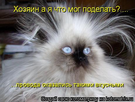 Хозяин а я что мог поделать?.... ...провода оказались такими вкусными... Котоматрица: Хозяин а я что мог поделать?.... ...провода оказались такими вкусными