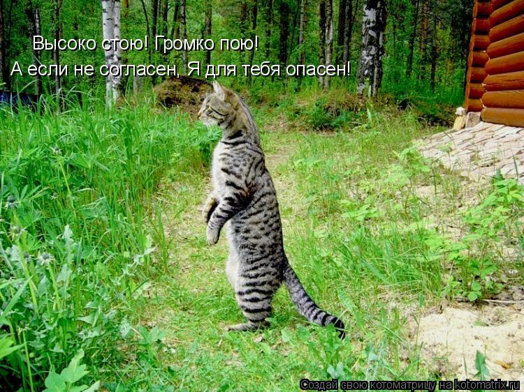 Высоко стою! Громко пою! А если не согласен, Я для тебя опасен!... Котоматрица: Высоко стою! Громко пою! А если не согласен, Я для тебя опасен!