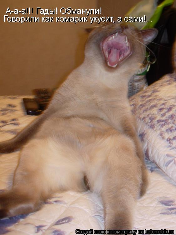 Котоматрица: А-а-а!!! Гады! Обманули! Говорили как комарик укусит, а сами!...
