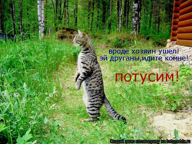 Котоматрица: вроде хозяин ушел! эй друганы,идите комне! потусим!