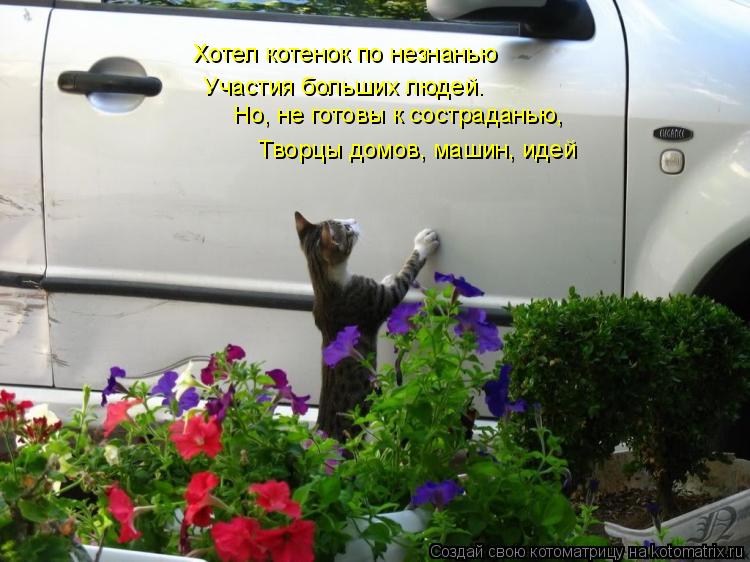 Котоматрица: Хотел котенок по незнанью     Участия больших людей.      Но, не готовы к состраданью,    Творцы домов, машин, идей