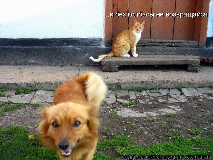 Котоматрица: ...и без колбасы не возвращайся
