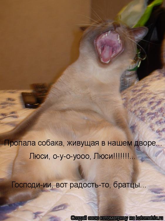 Котоматрица: Пропала собака, живущая в нашем дворе... Люси, о-у-о-уооо, Люси!!!!!!!... Господи-ии, вот радость-то, братцы...
