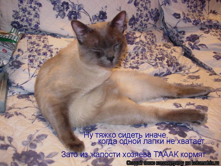 Котоматрица: Ну тяжко сидеть иначе, когда одной лапки не хватает.... Зато из жалости хозяева ТАААК кормят...