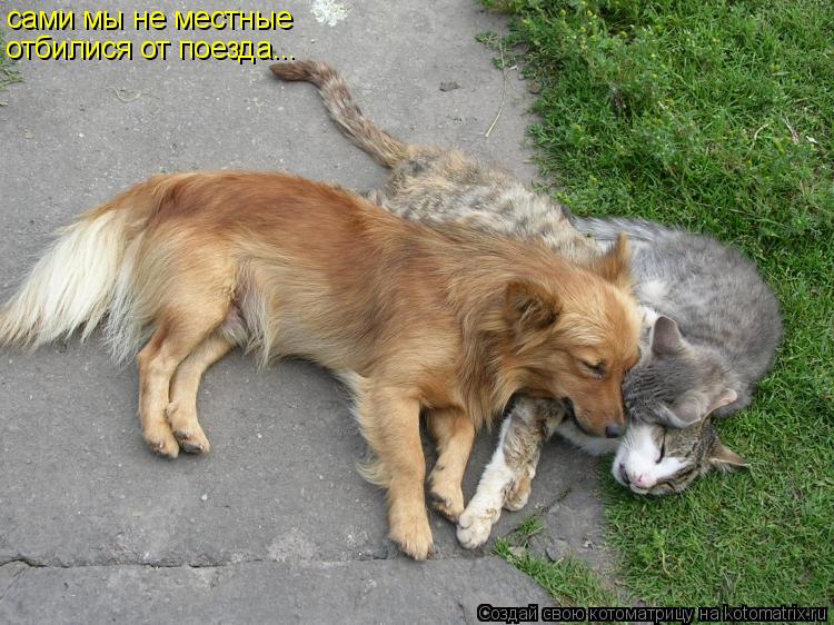 Котоматрица: сами мы не местные отбилися от поезда...