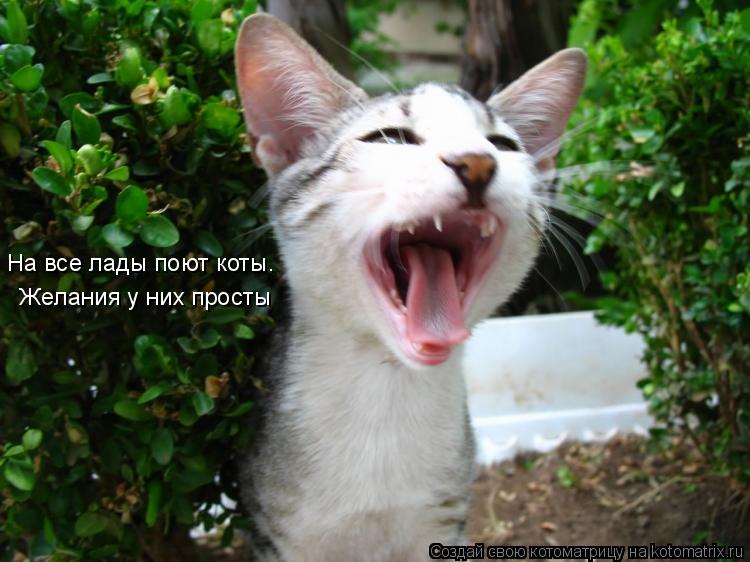 На все лады поют коты. Желания у них просты... Котоматрица: На все лады поют коты. Желания у них просты