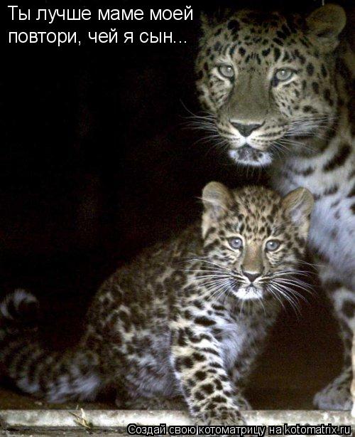 Ты лучше маме моей повтори, чей я сын...... Котоматрица: Ты лучше маме моей повтори, чей я сын...